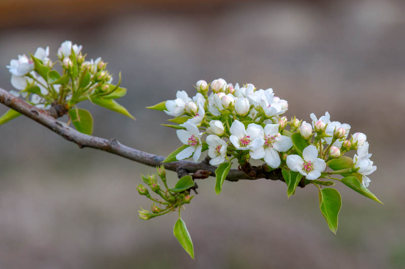梨花绽放 春意盎然图片