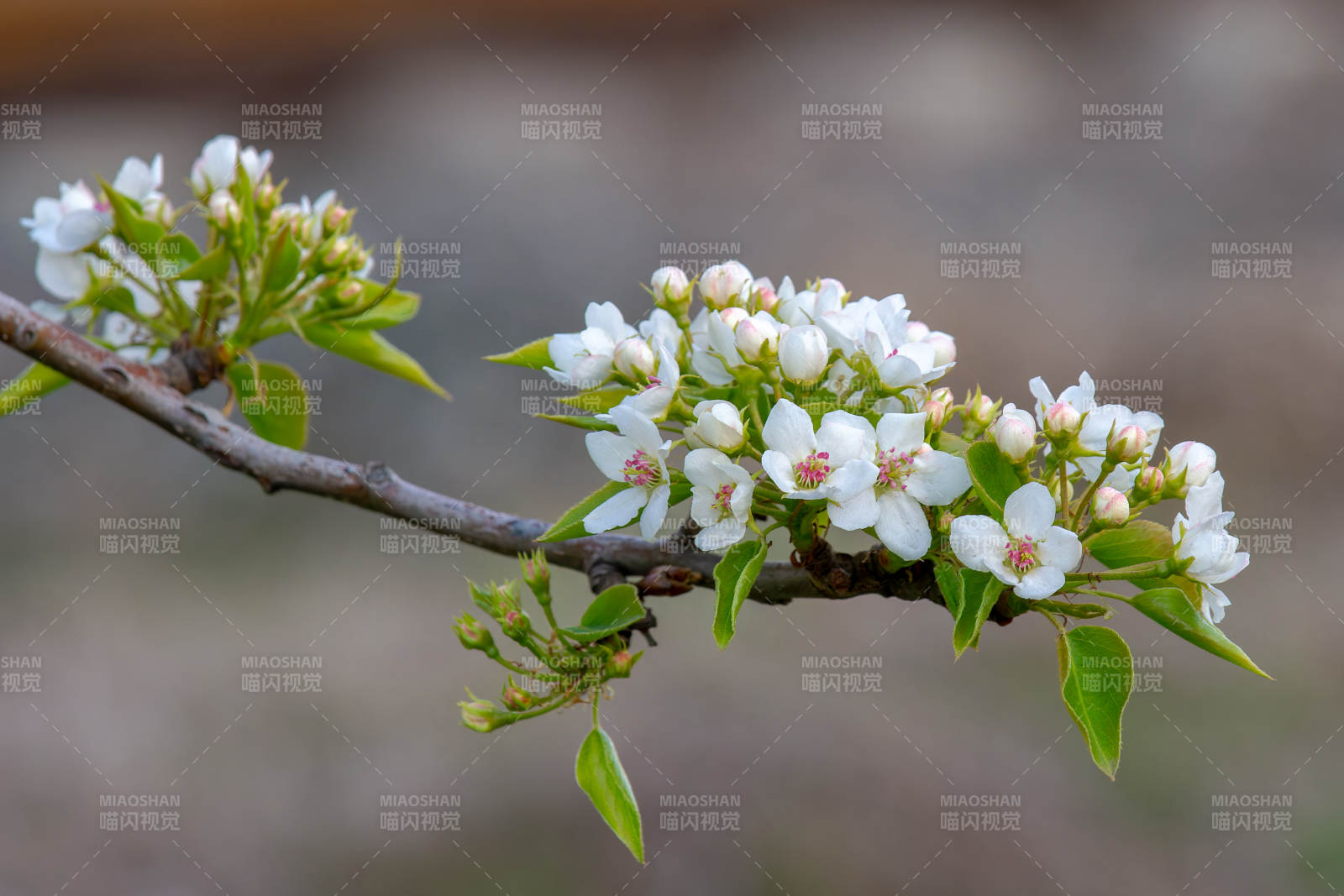 梨花绽放 春意盎然图片