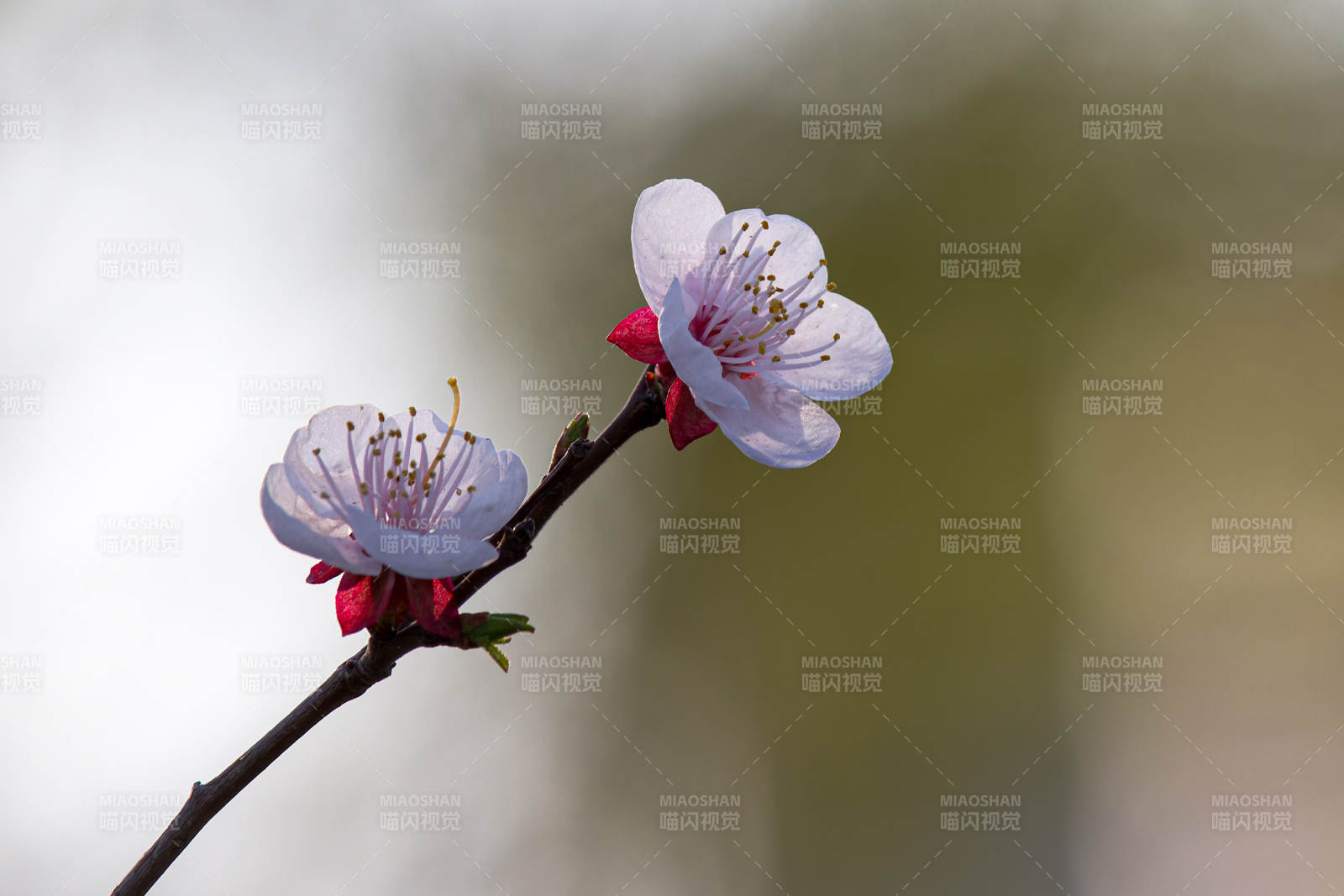 春日杏花枝头绽放图片