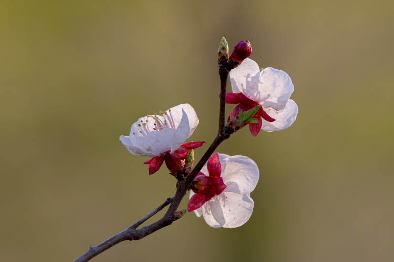春日枝头绽放的花朵图片