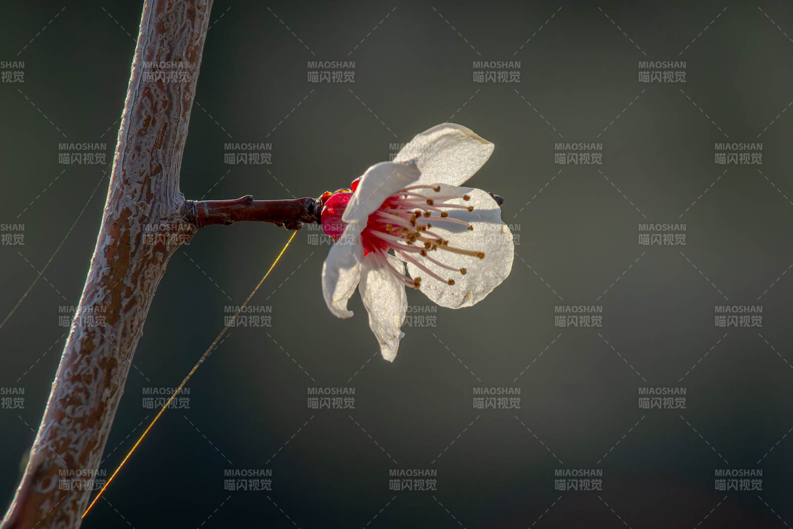 枝头绽放的白色花朵图片