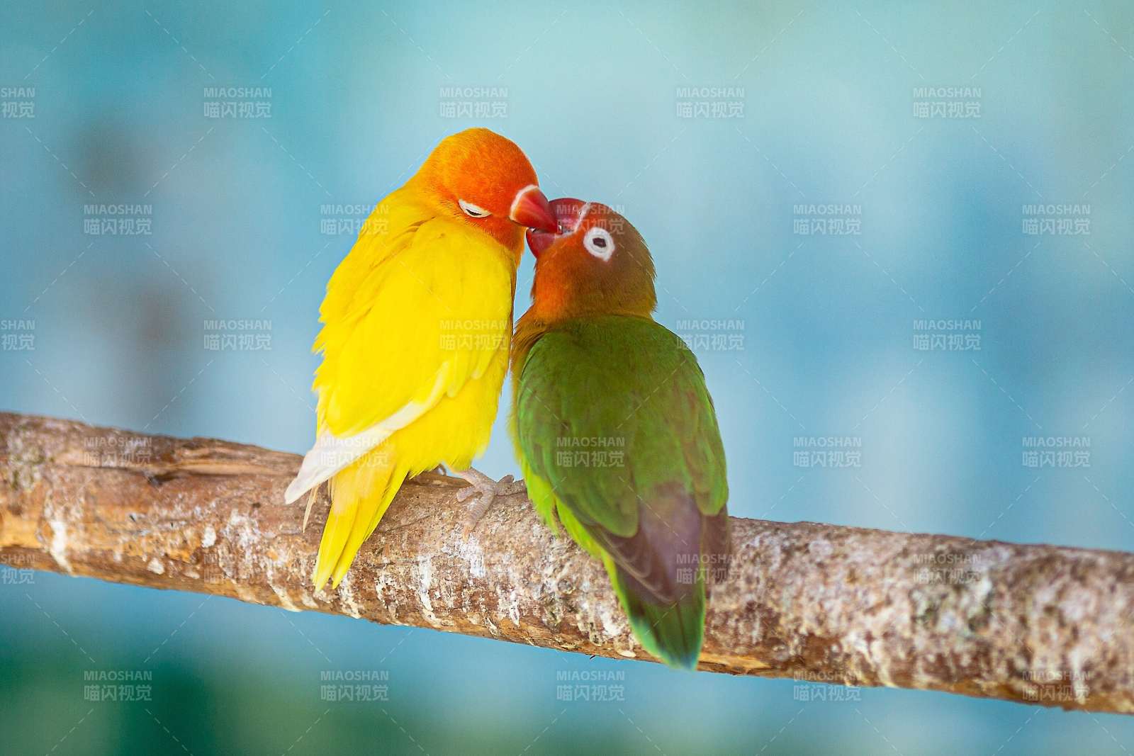 两只鹦鹉亲昵相依图片