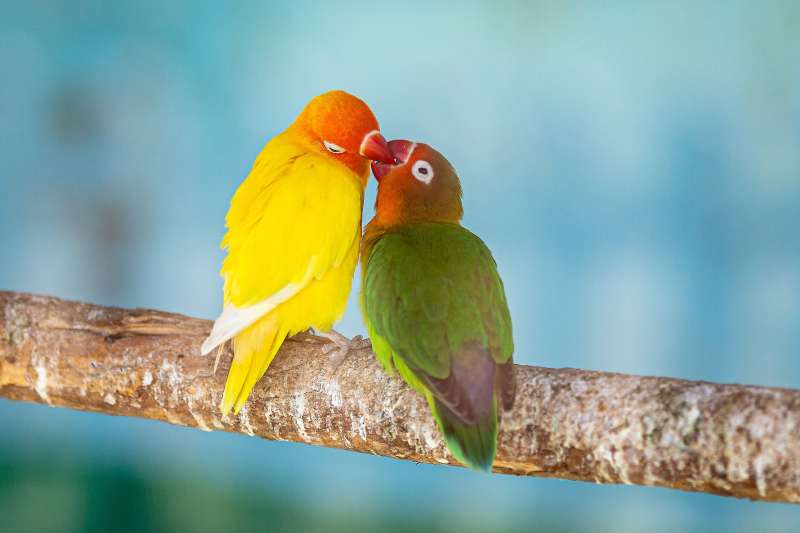 两只鹦鹉亲昵相依图片