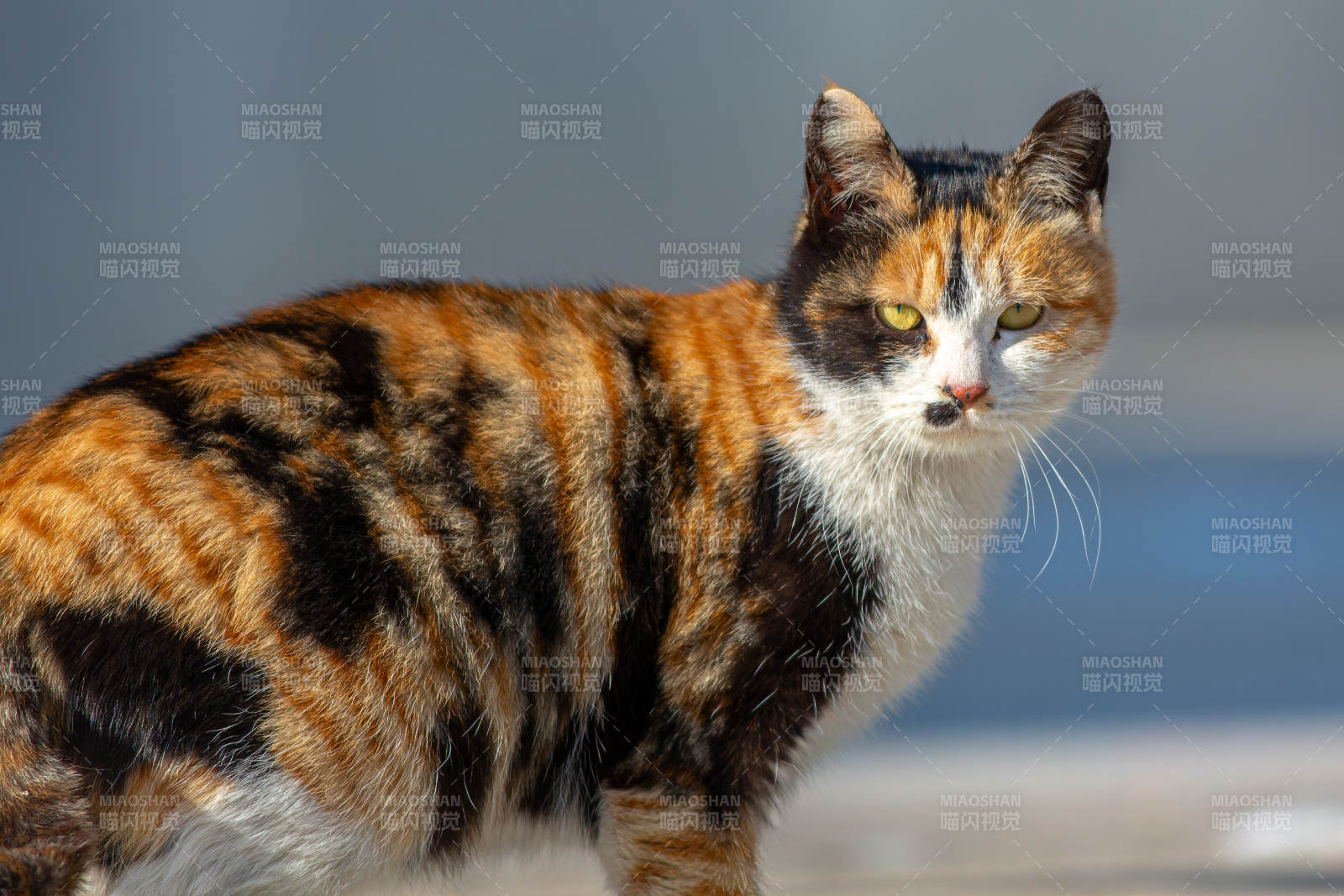 三花猫的悠闲时光图片