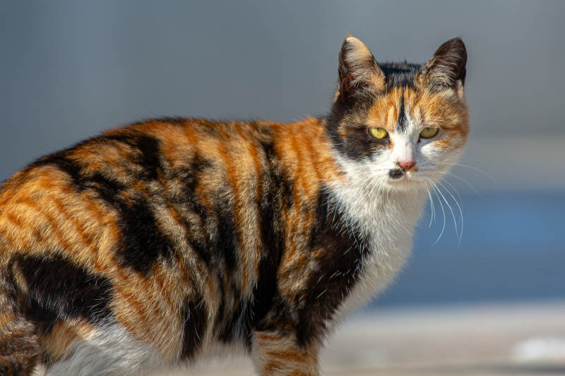 三花猫的悠闲时光图片