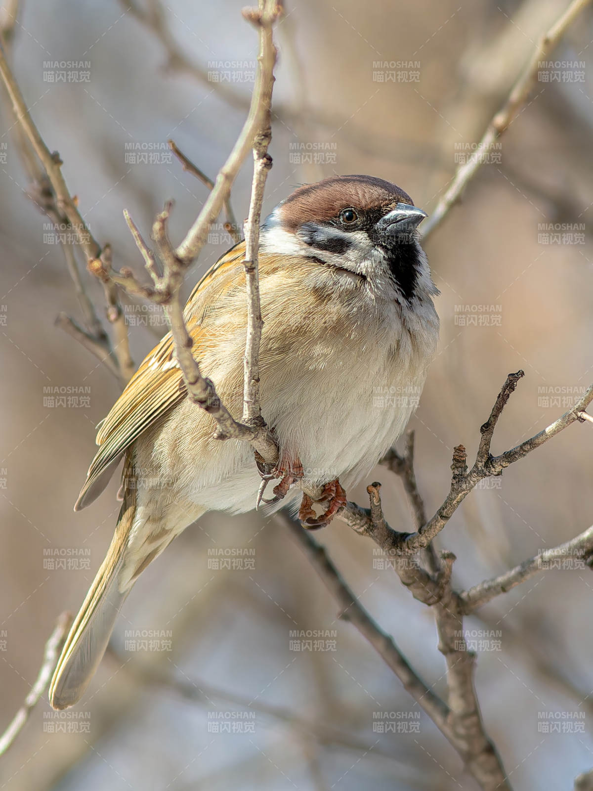 枝头上的小鸟图片