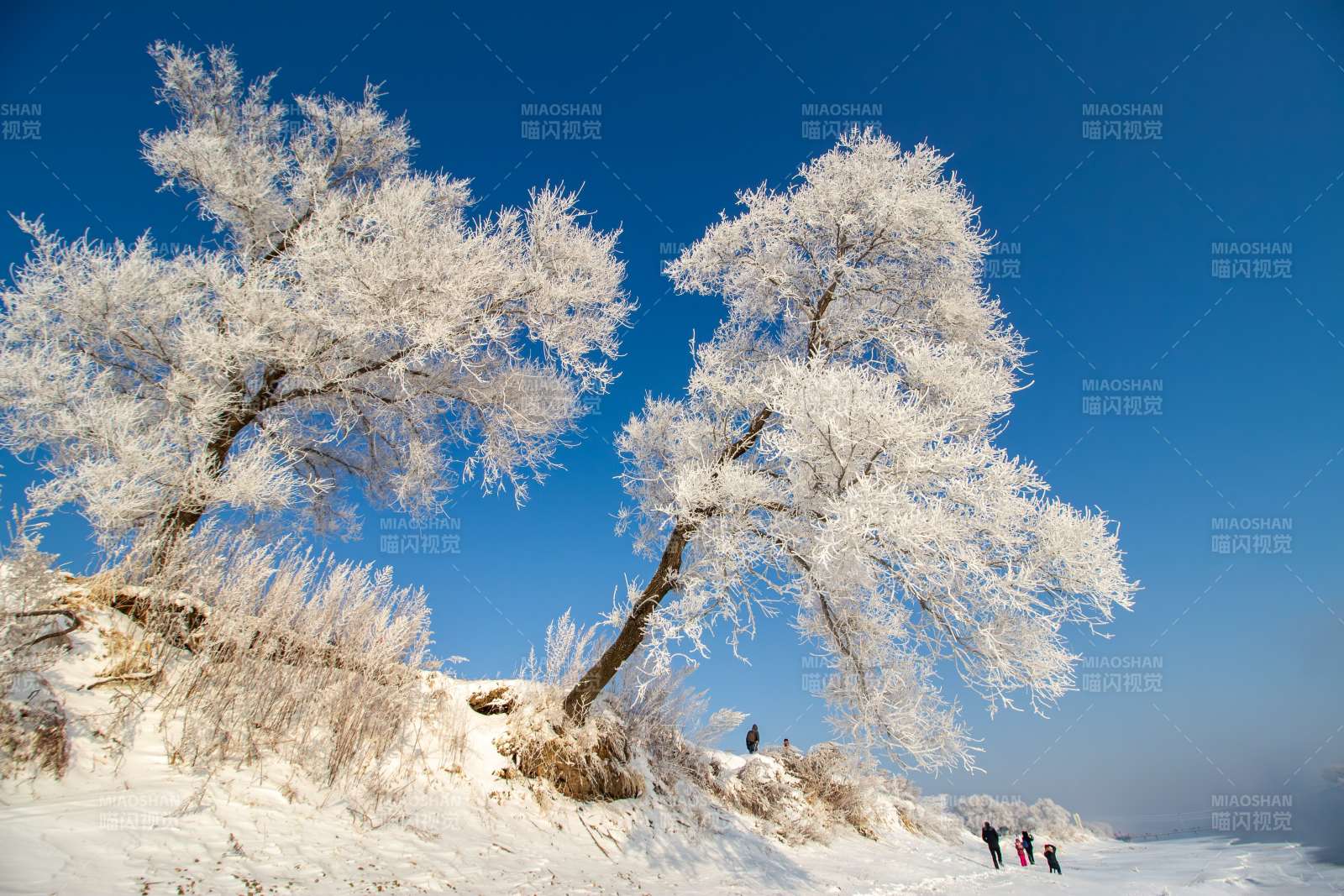 冬日雪景 霜挂枝头图片