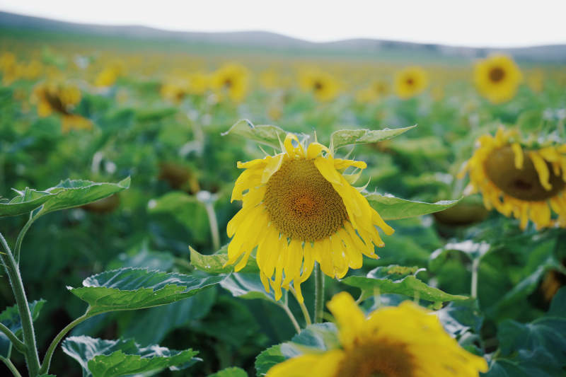 向日葵田间的明媚阳光图片