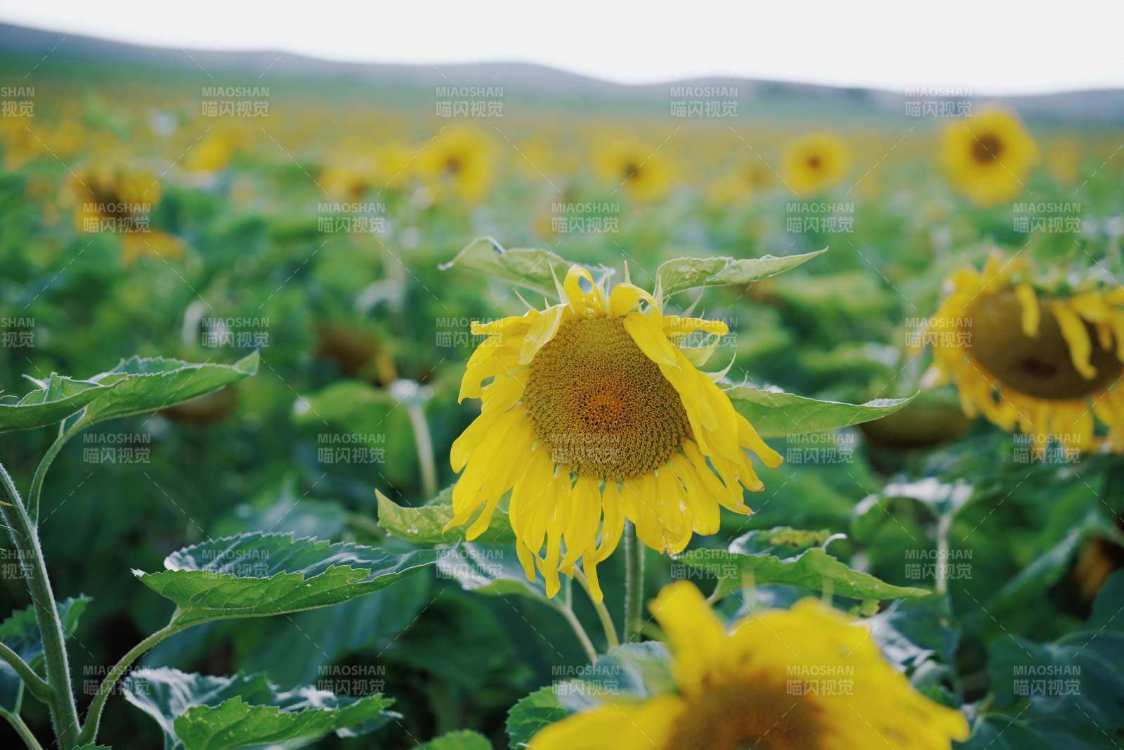 向日葵田间的明媚阳光图片