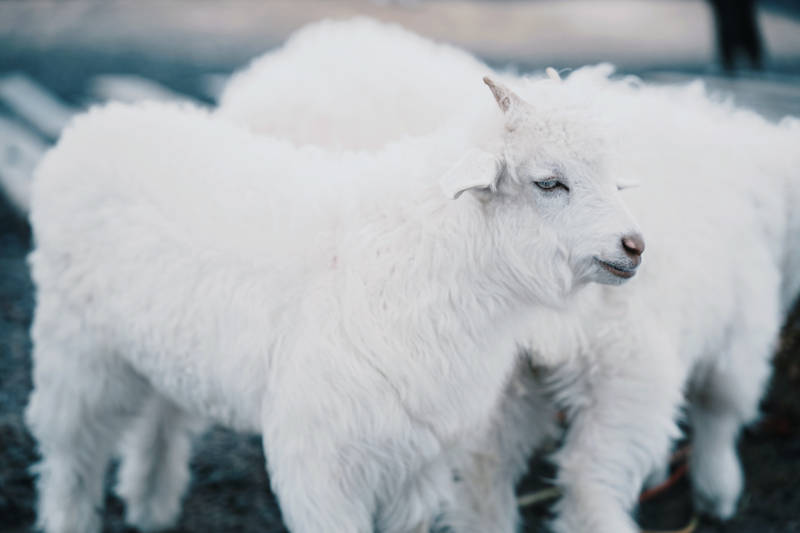 三只可爱的白色小羊羔图片