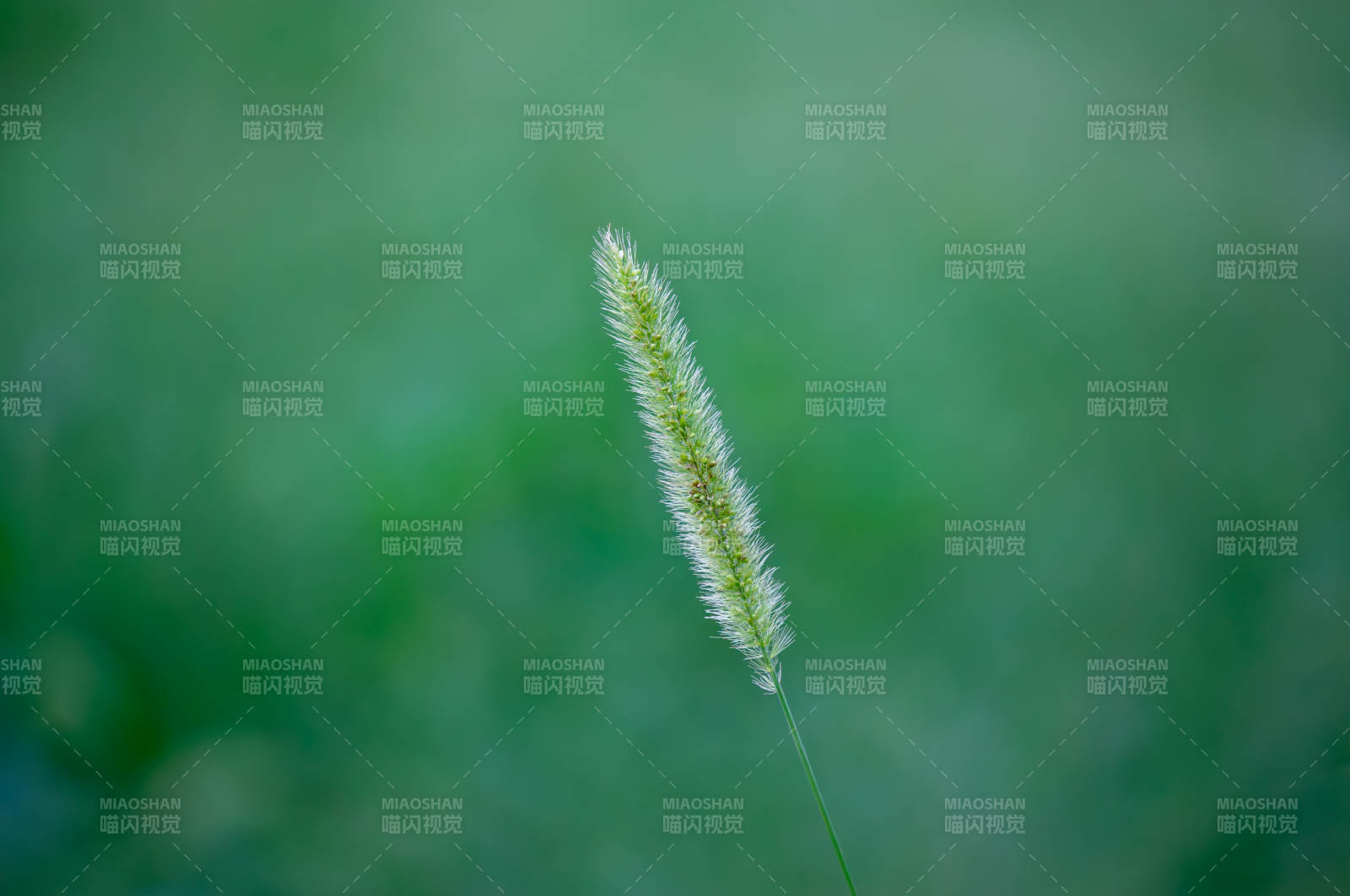 绿意盎然的狗尾巴草特写图片