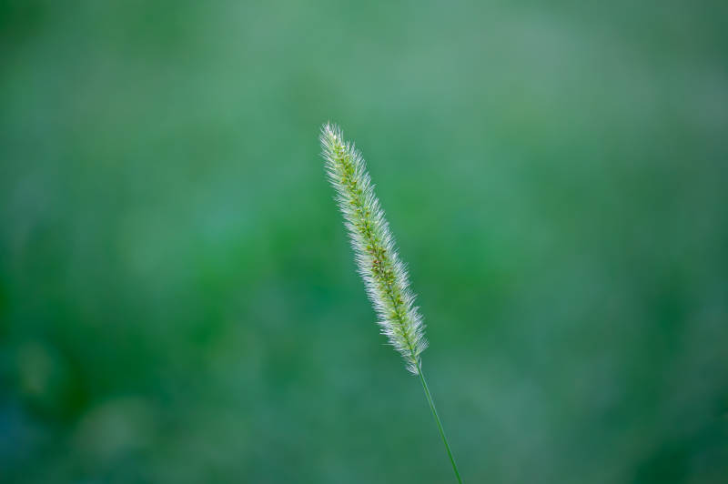 绿意盎然的狗尾巴草特写图片