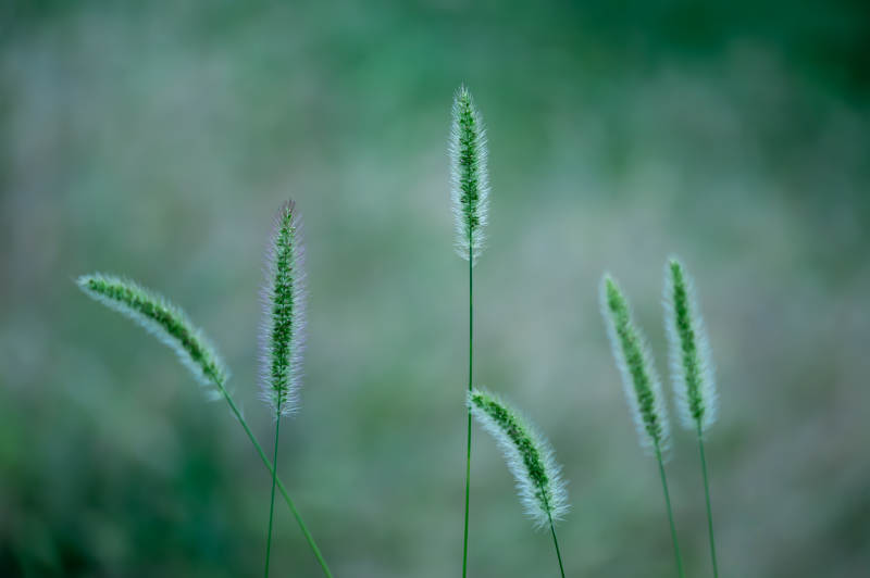 风中摇曳的绿草穗图片