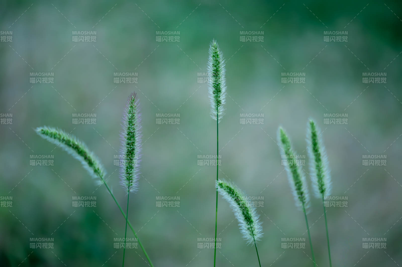 风中摇曳的绿草穗图片