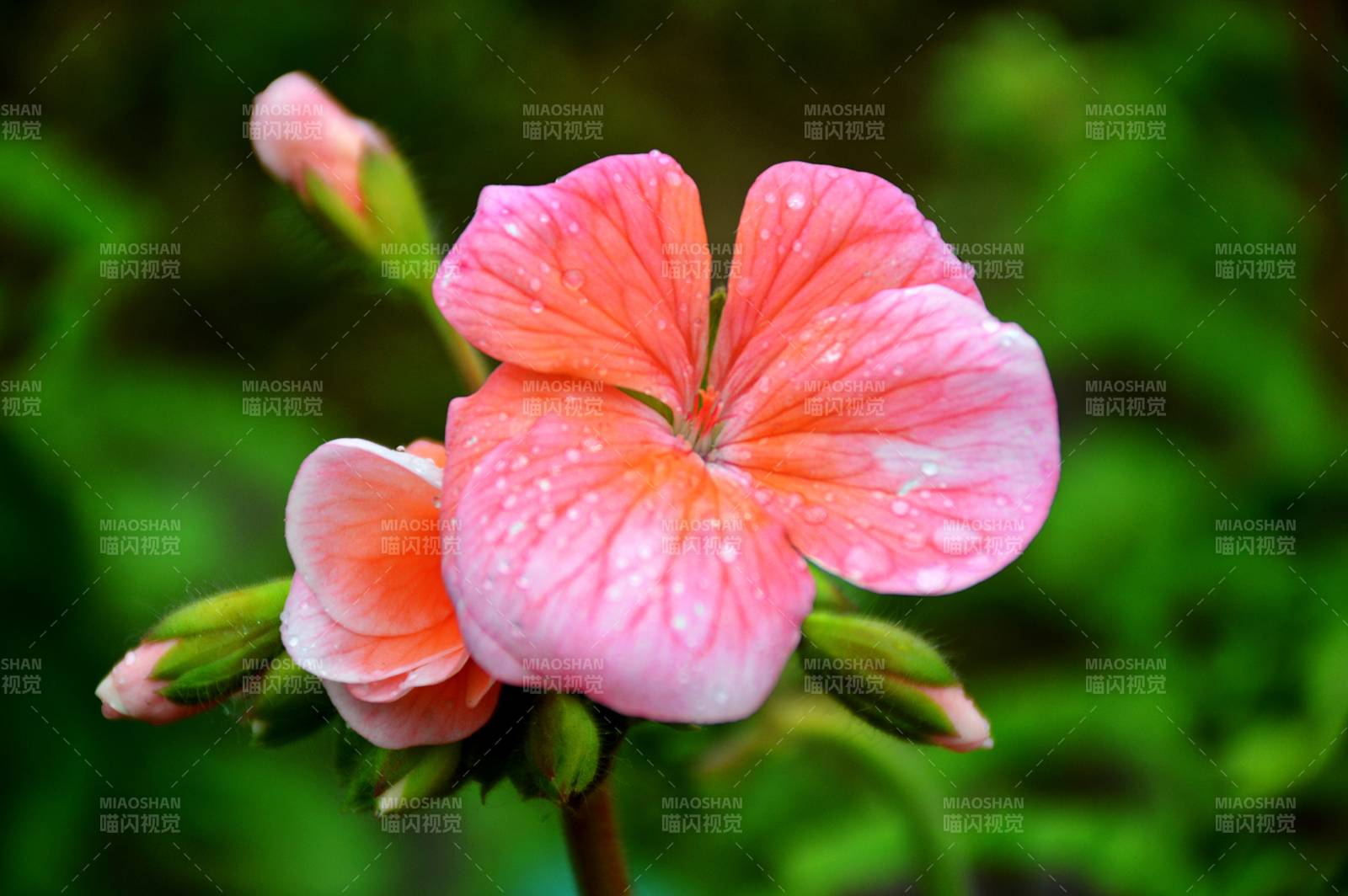 雨后粉红花朵绽放图片