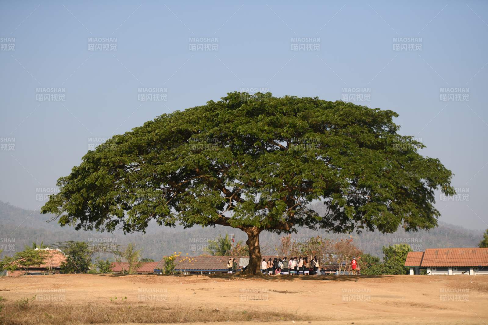 老挝拉勃拉邦大树下的宁静时光图片