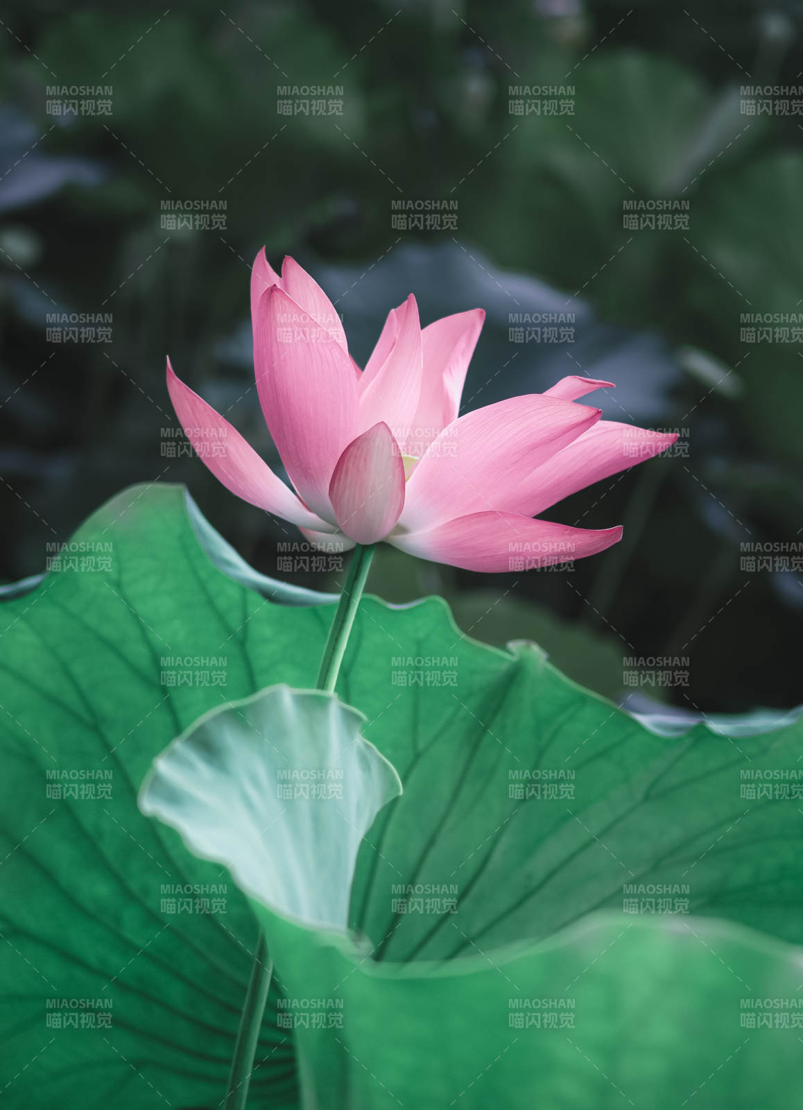 粉莲静绽绿叶间图片