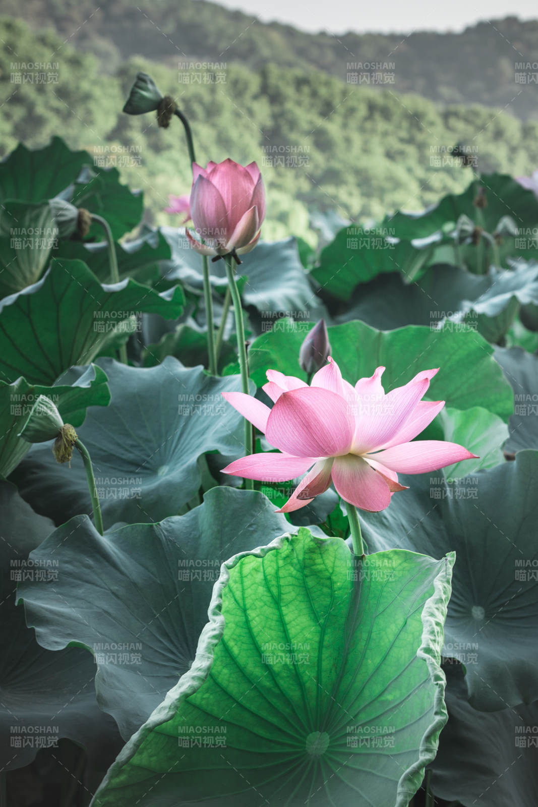 荷塘清影 粉莲绽放图片