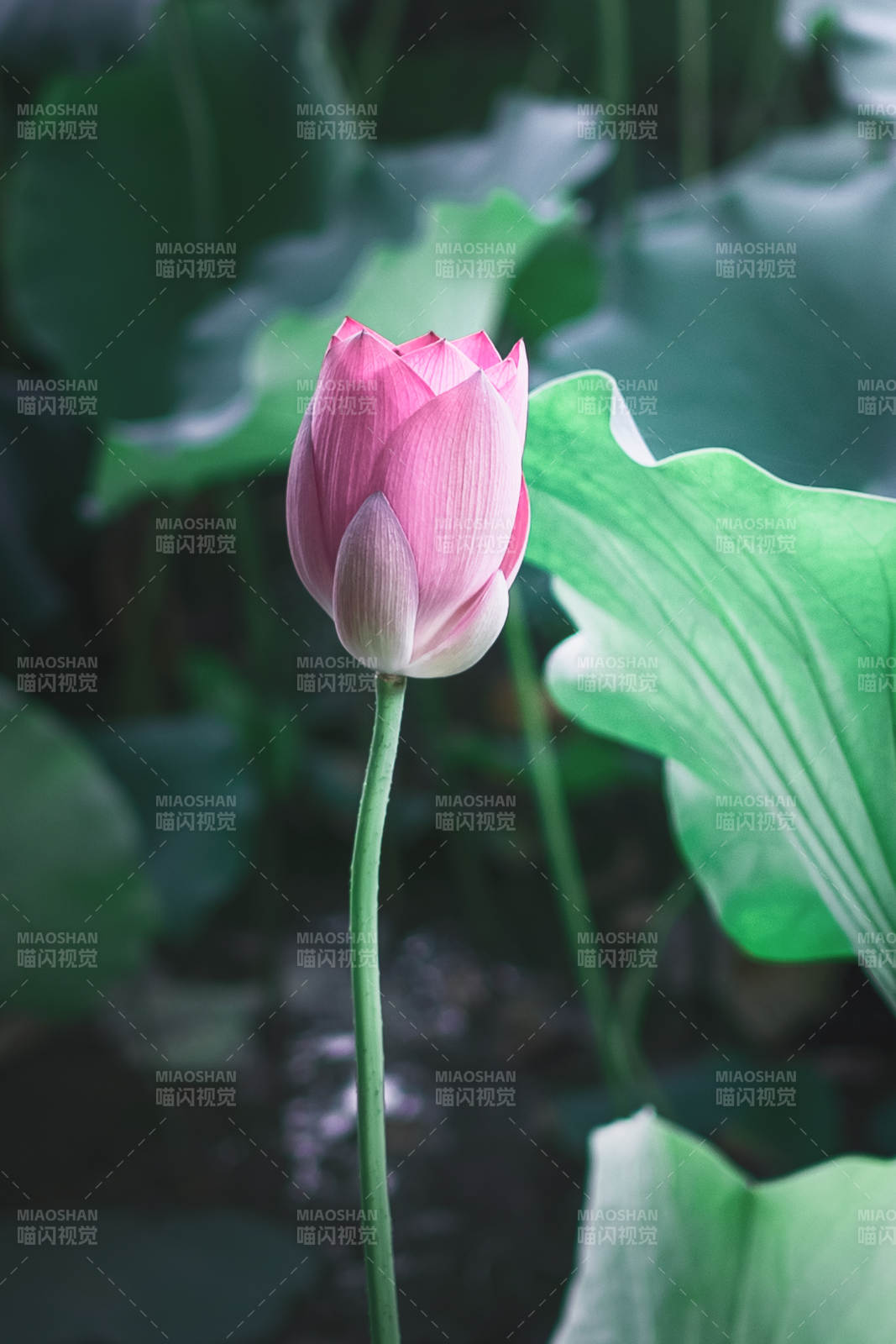 粉莲初绽 绿叶相伴图片