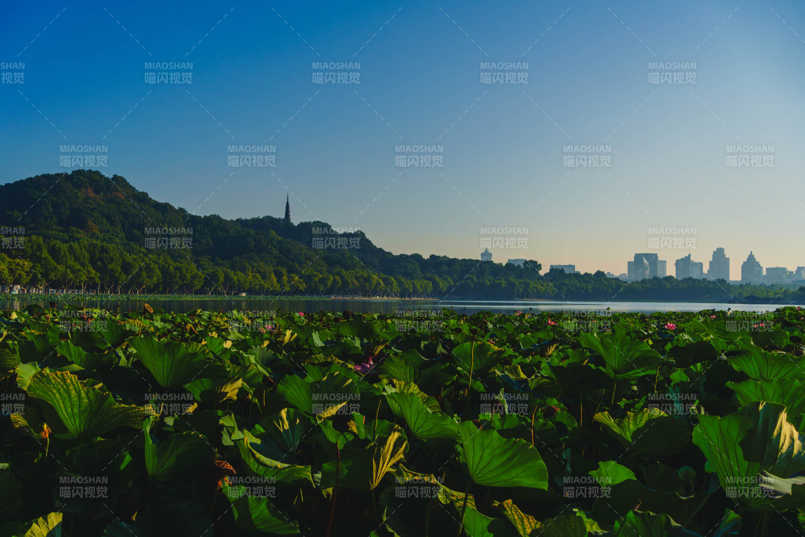 西湖荷叶映蓝天图片