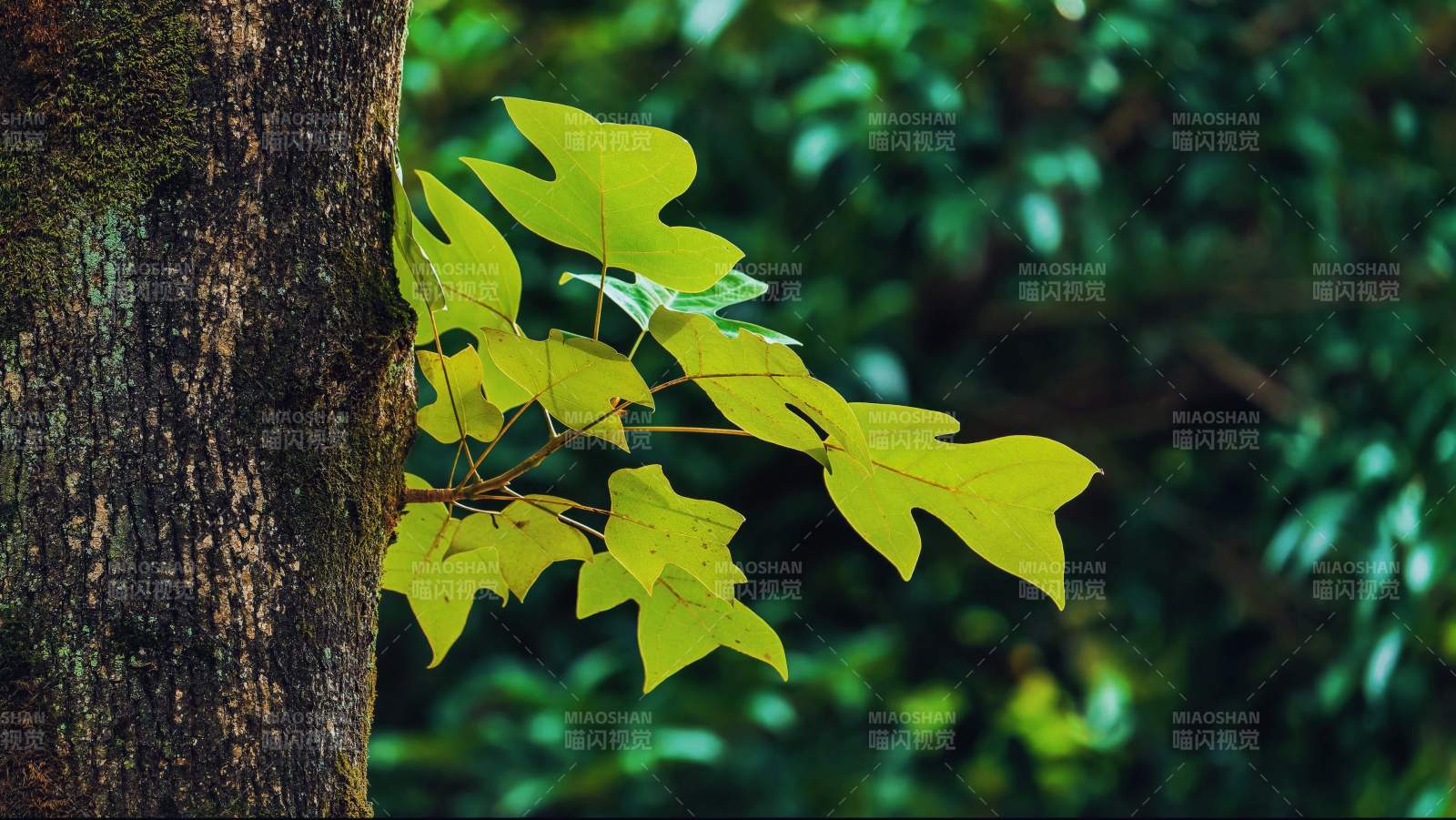 绿叶映树 自然生机图片