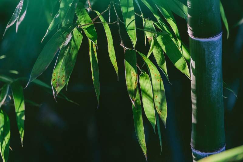 竹影婆娑 绿意盎然图片