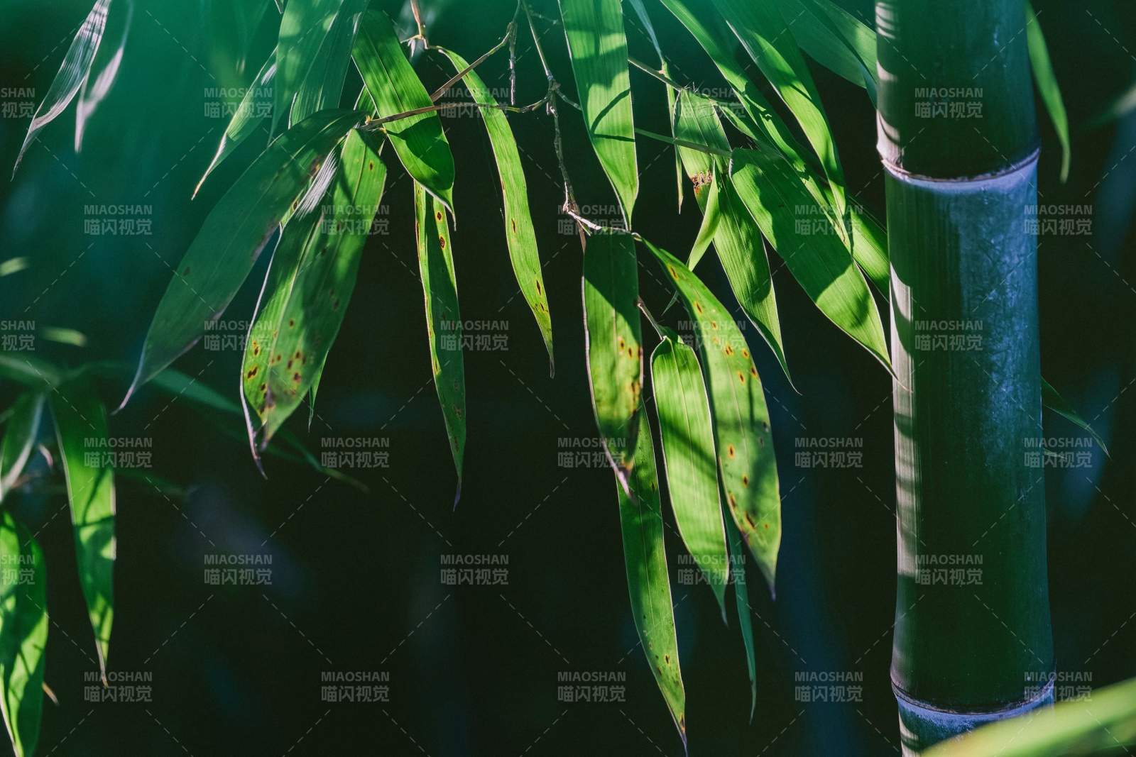 竹影婆娑 绿意盎然图片