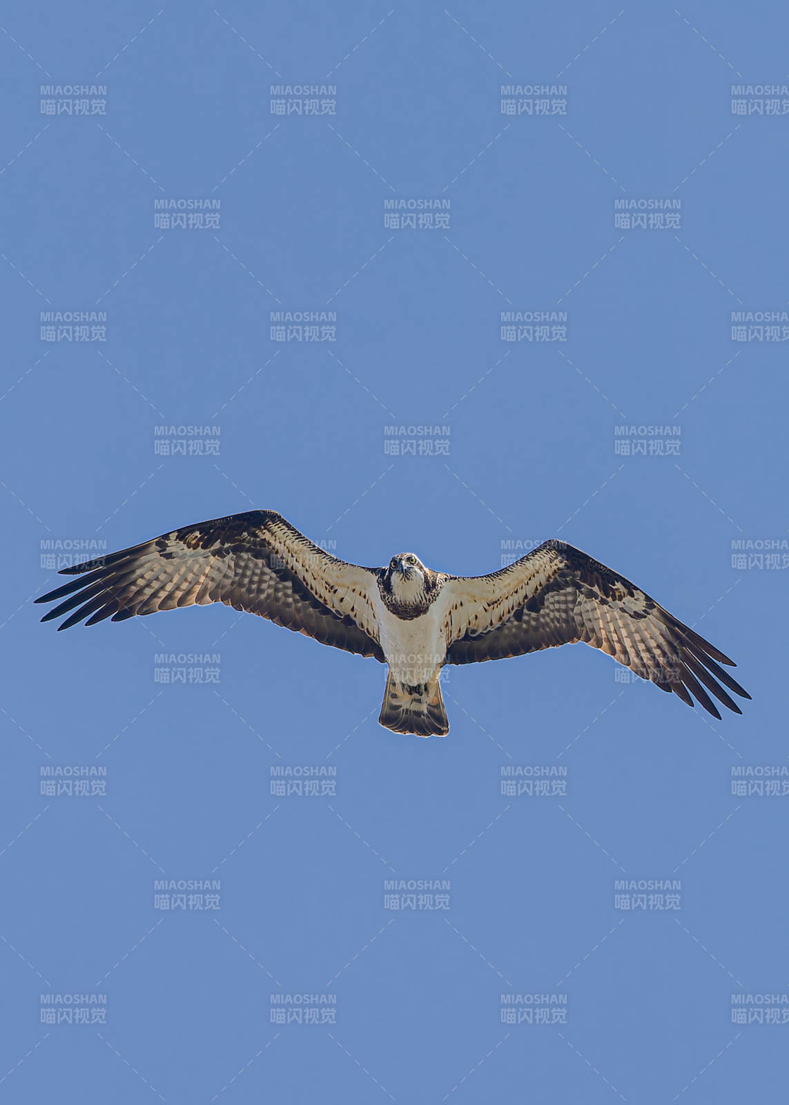 翱翔蓝天的鹰图片