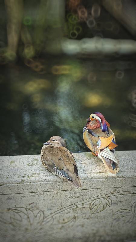 鸳鸯静憩水边石上图片