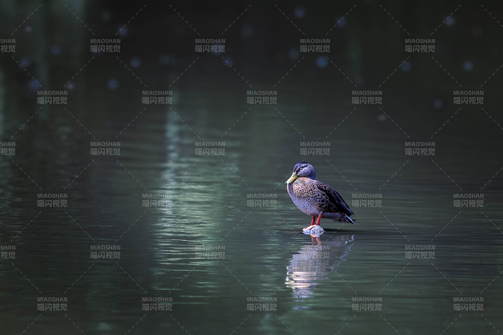 静谧湖面 孤鸭独行图片