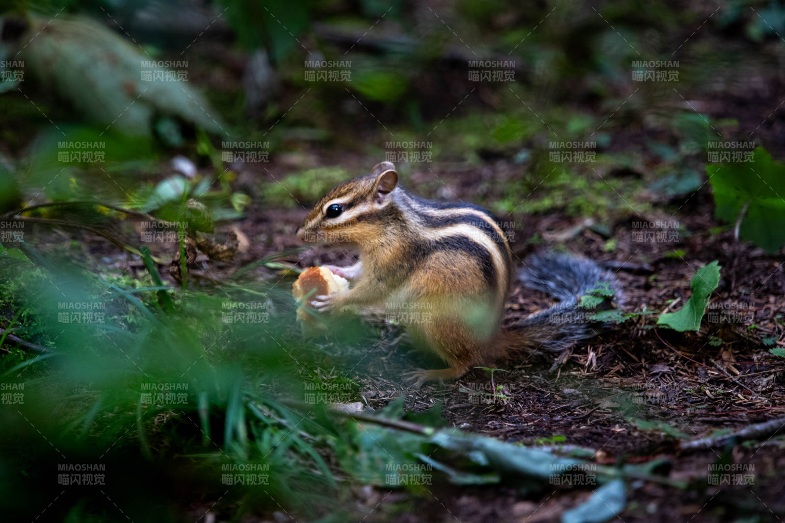 林间小松鼠享美食图片