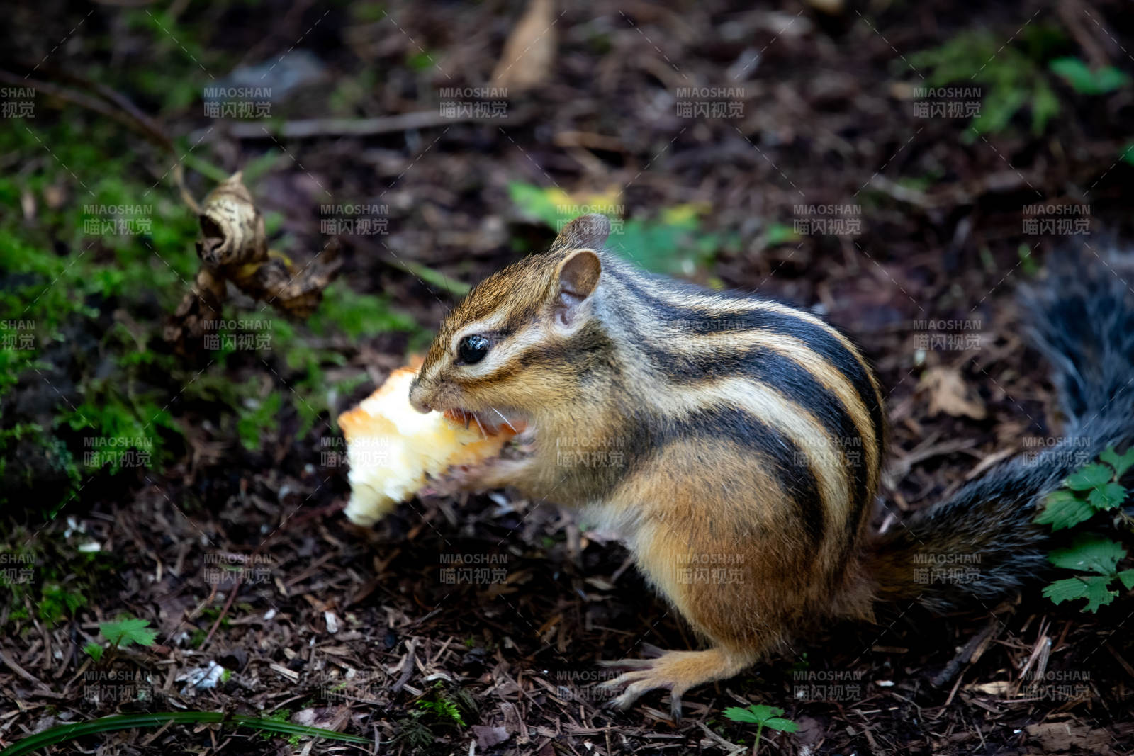 松鼠啃食面包片图片