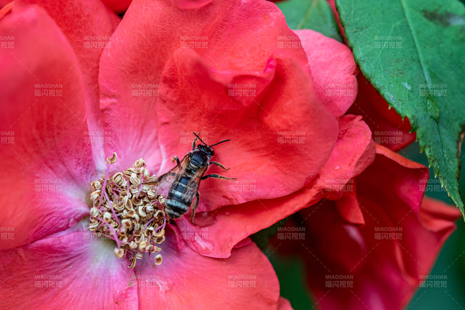 蜜蜂采蜜红花间图片