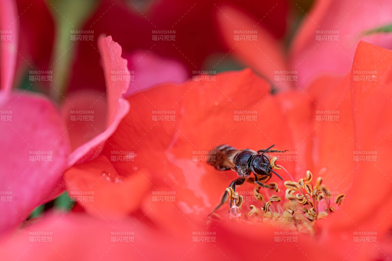 蜜蜂采蜜于红花之中图片