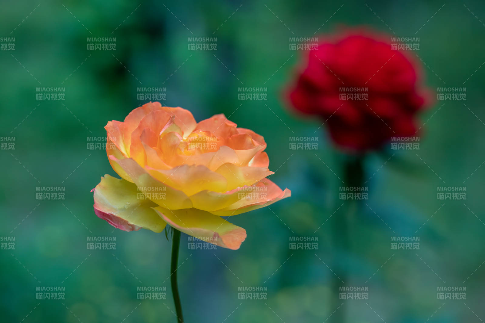 双色玫瑰 静谧绽放图片