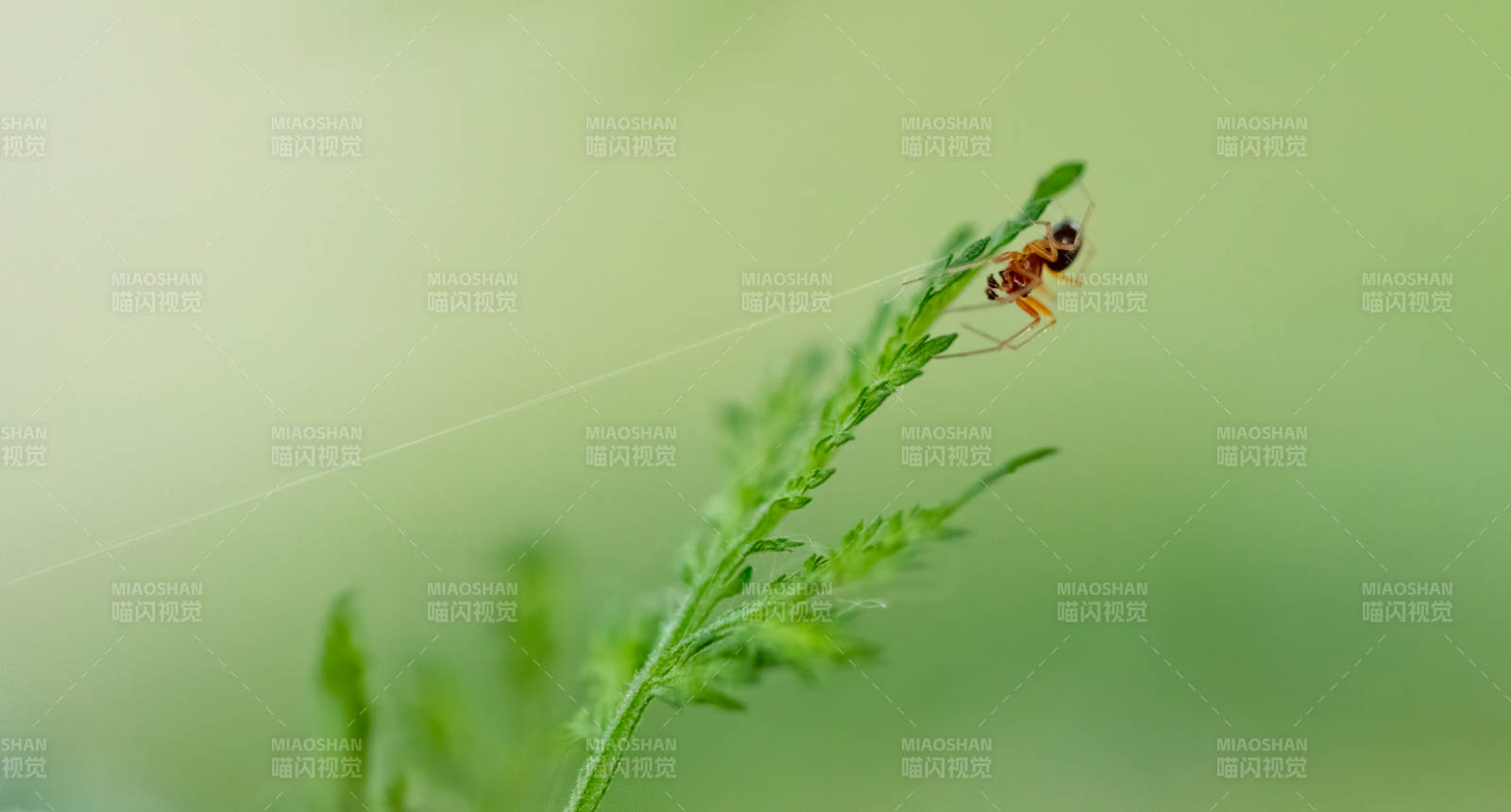 蜘蛛在绿叶上织网图片