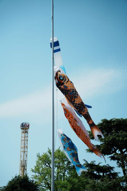 风中飘扬的鲤鱼旗图片