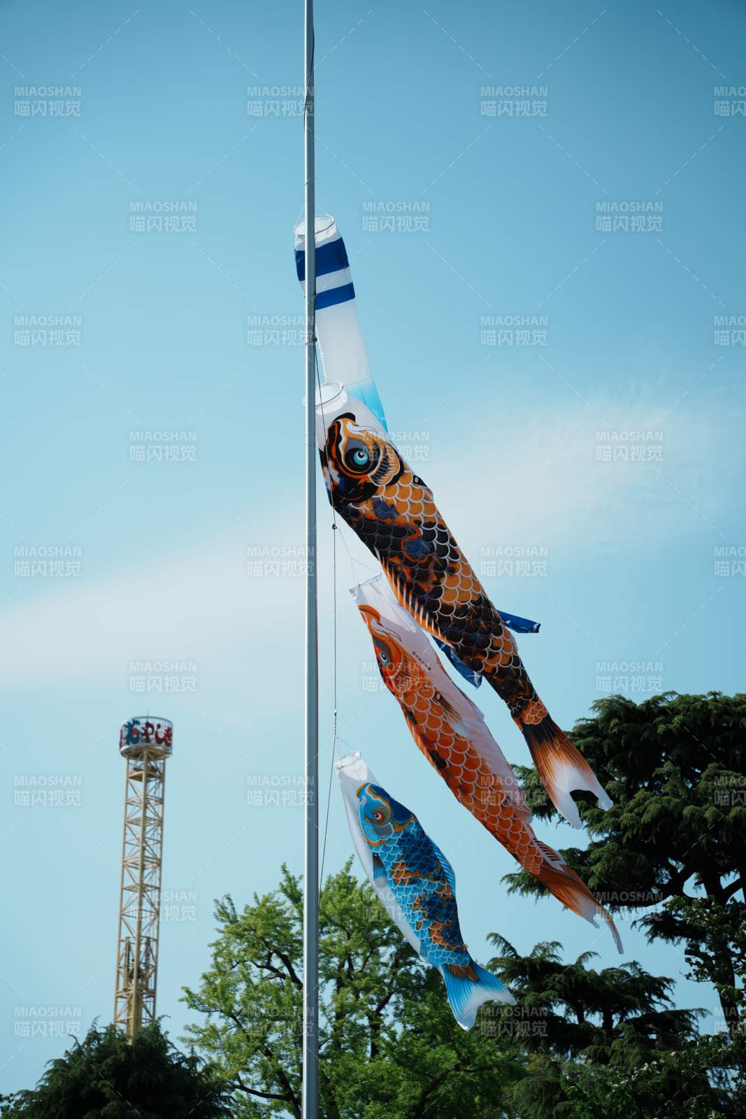 风中飘扬的鲤鱼旗图片