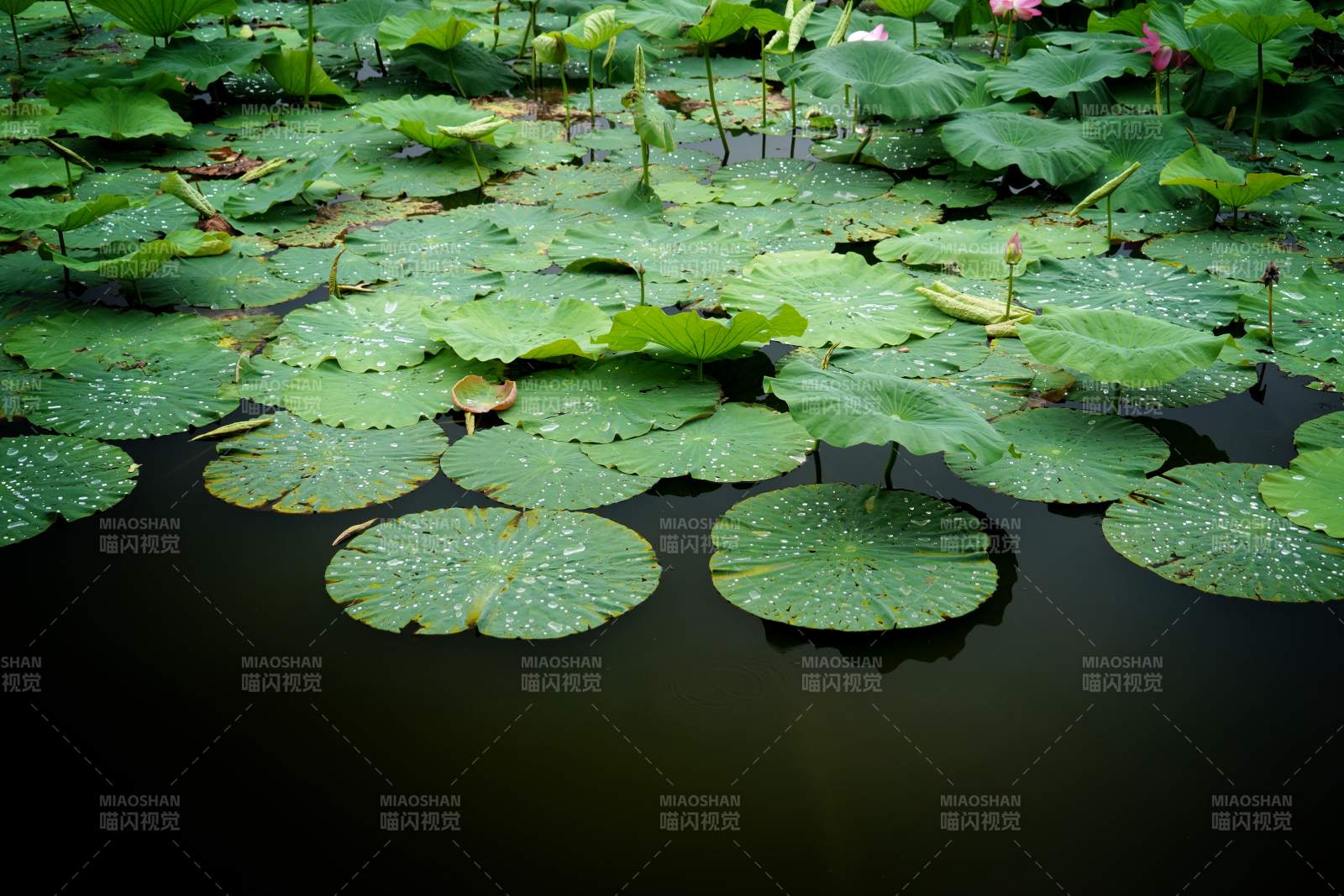 雨后荷塘绿意浓图片