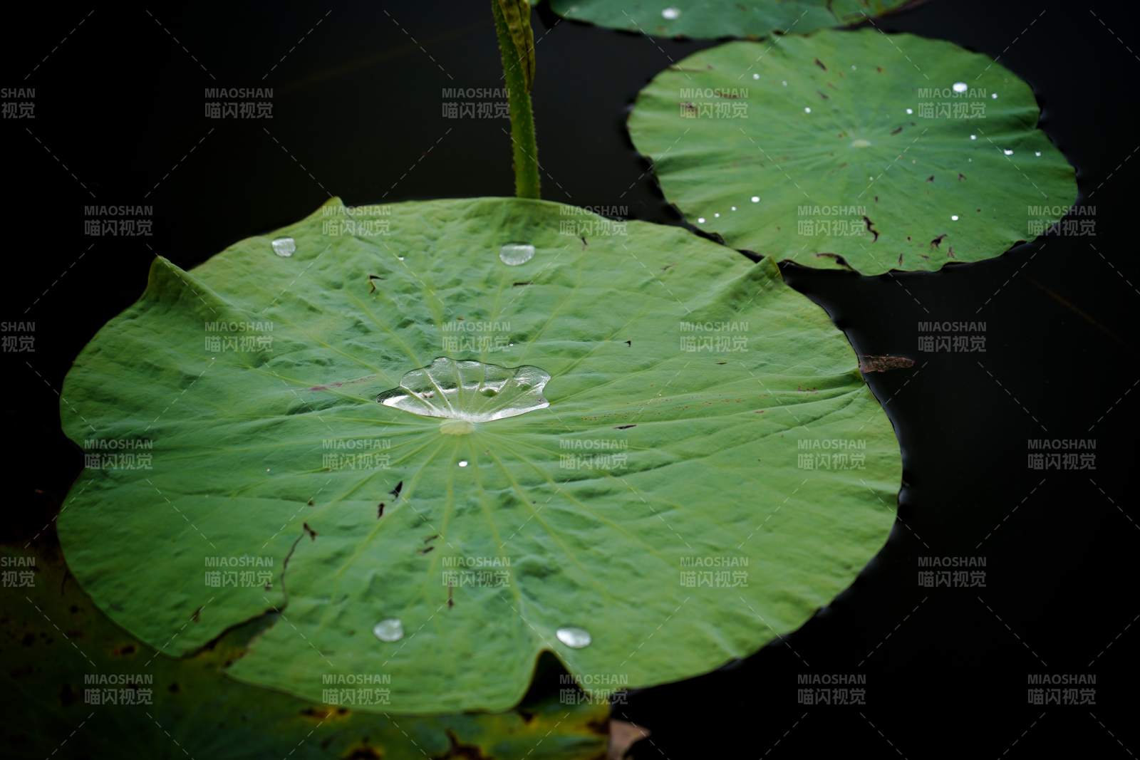 荷叶上的水珠图片