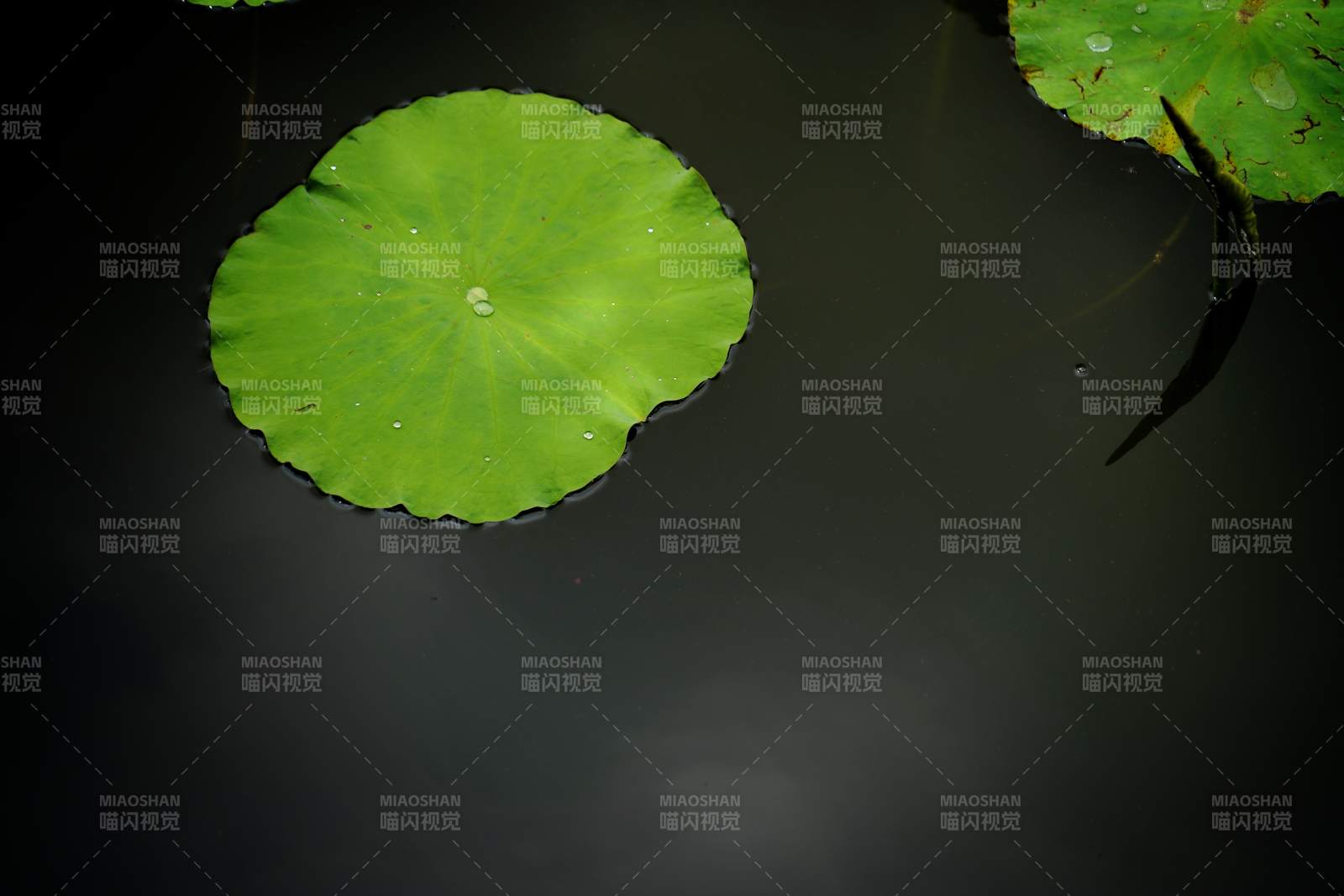 荷叶静谧 水珠轻点图片