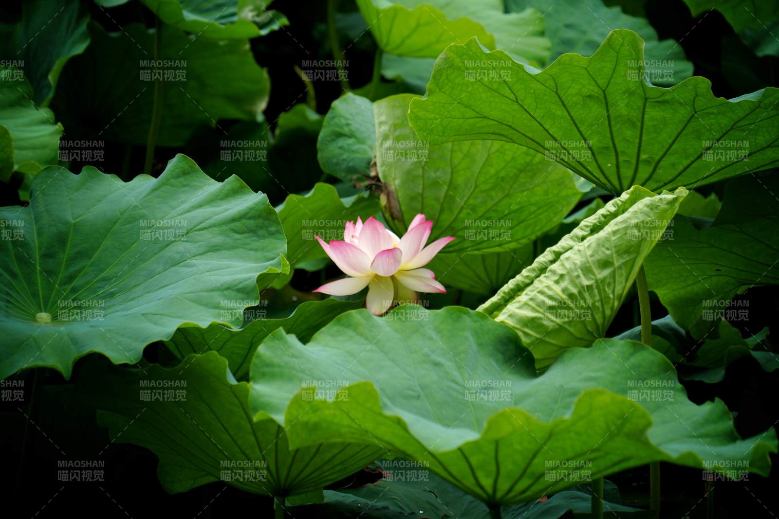 莲花静谧 绿叶环绕图片