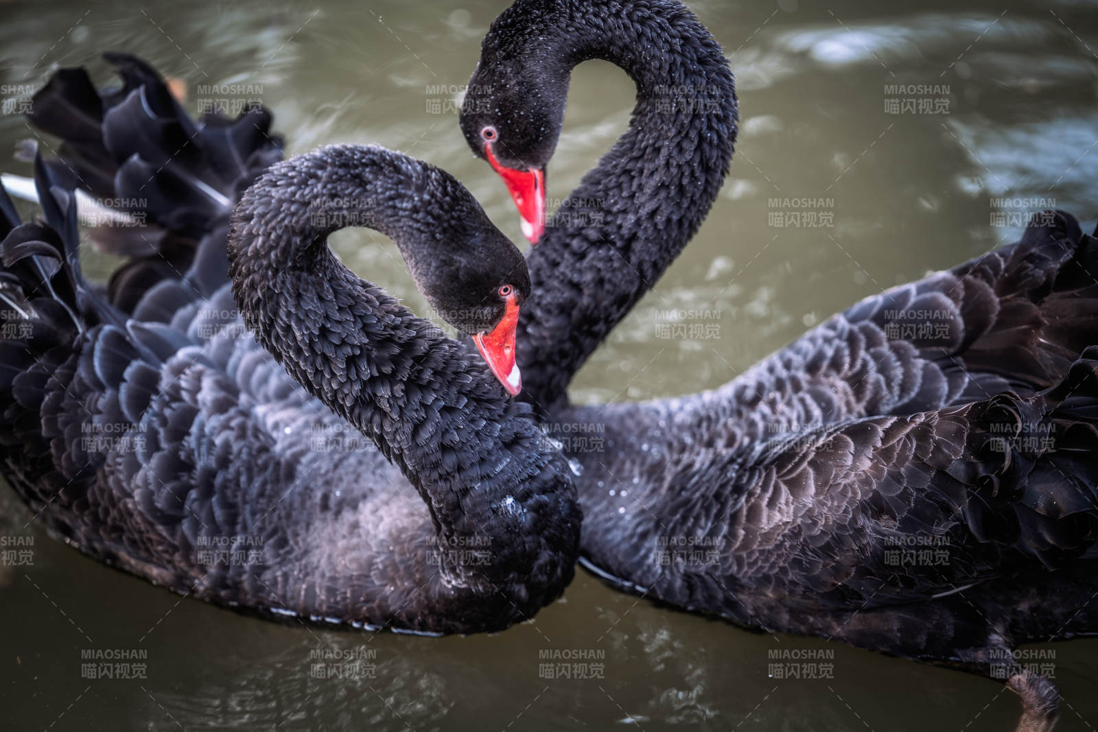 黑天鹅的优雅邂逅图片