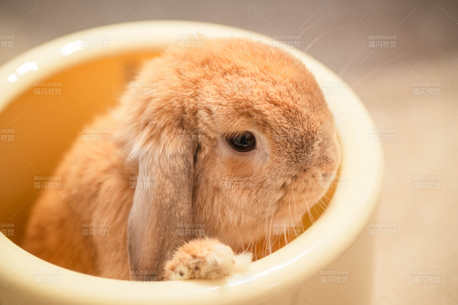萌兔窝在碗中图片