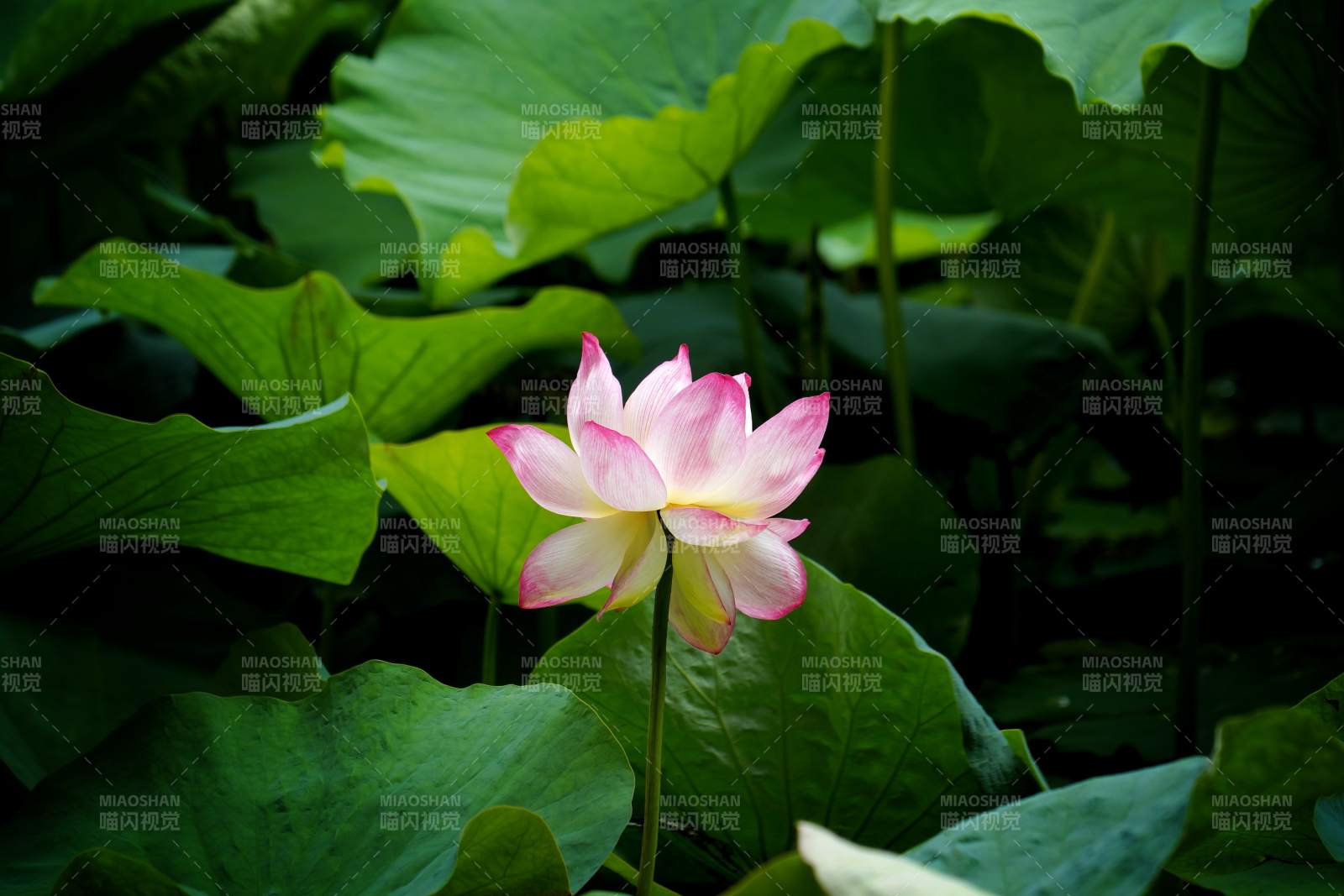 池塘中的莲花盛开图片