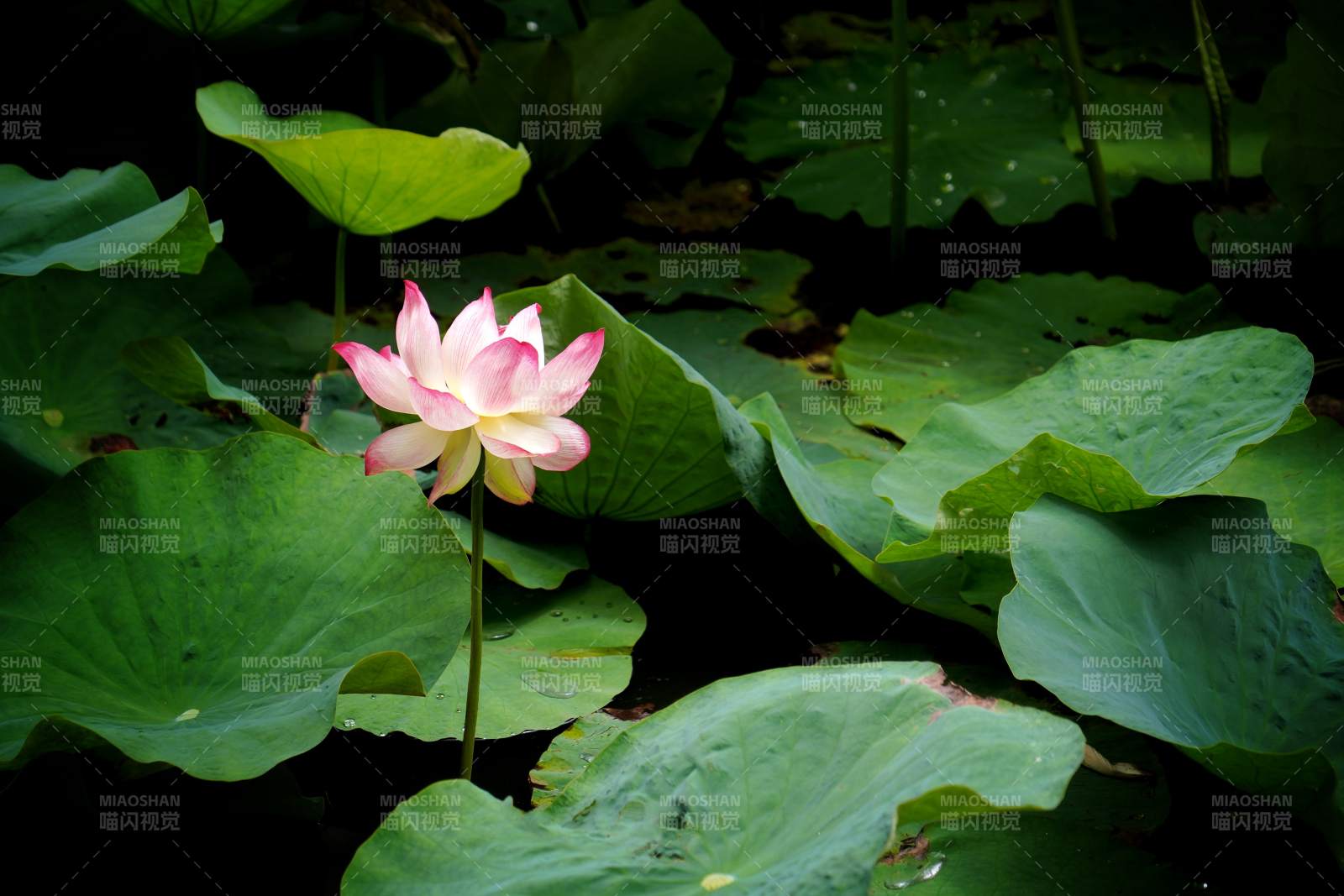 池塘中的莲花盛开图片