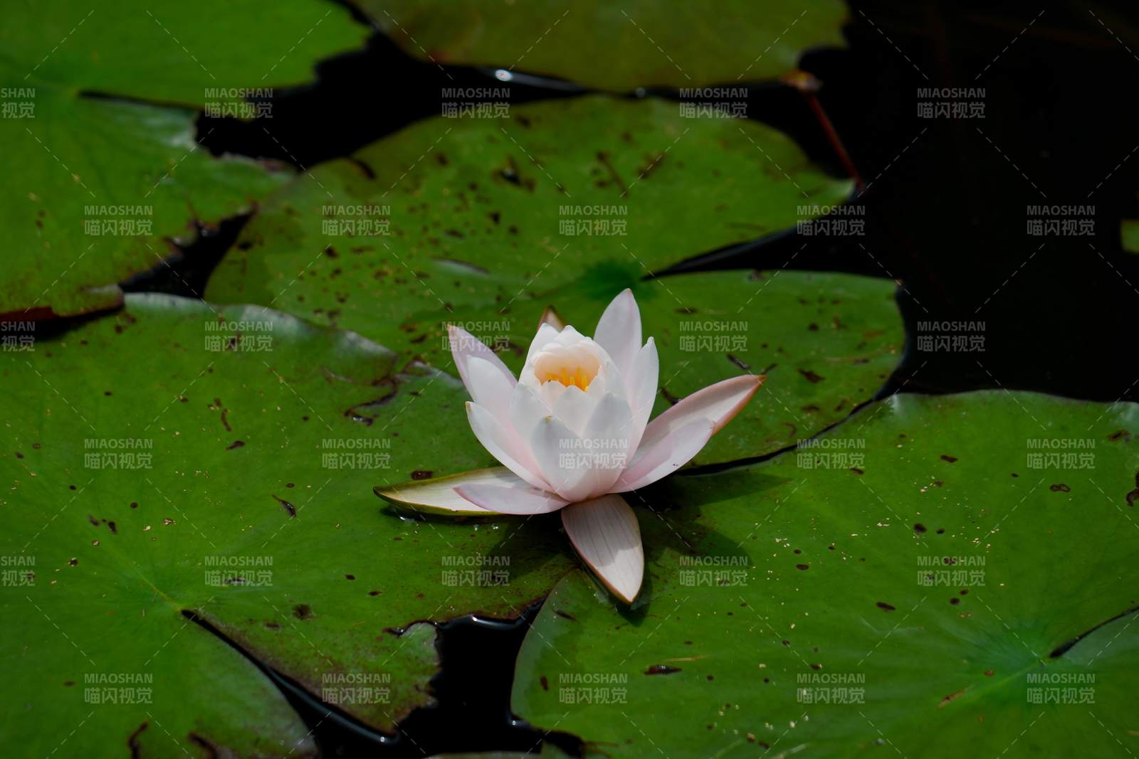 池塘中的白色睡莲图片