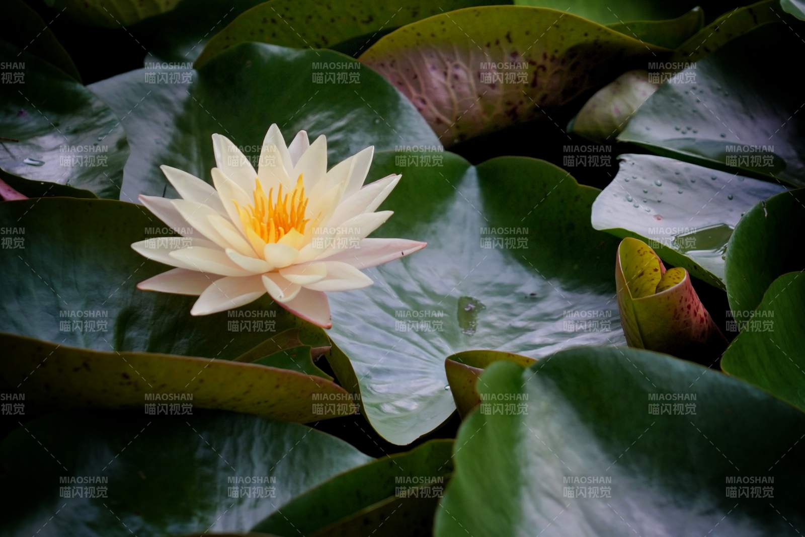 池塘中的白色睡莲图片