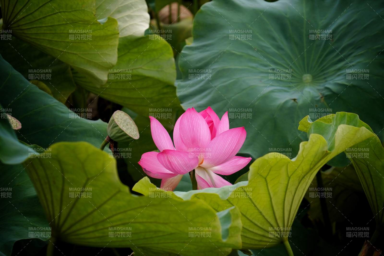 莲花绽放 绿叶环绕图片