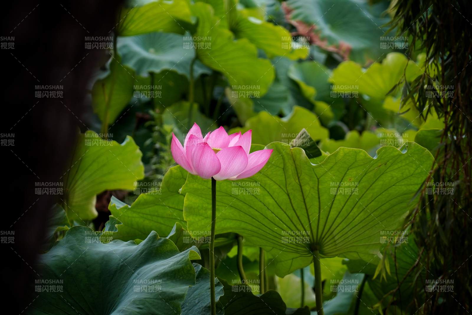 池塘中的粉色莲花图片